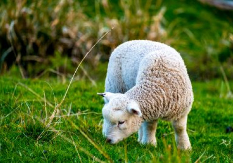 sheep grazing on the green farm. Fresh sunny with a warm light day.